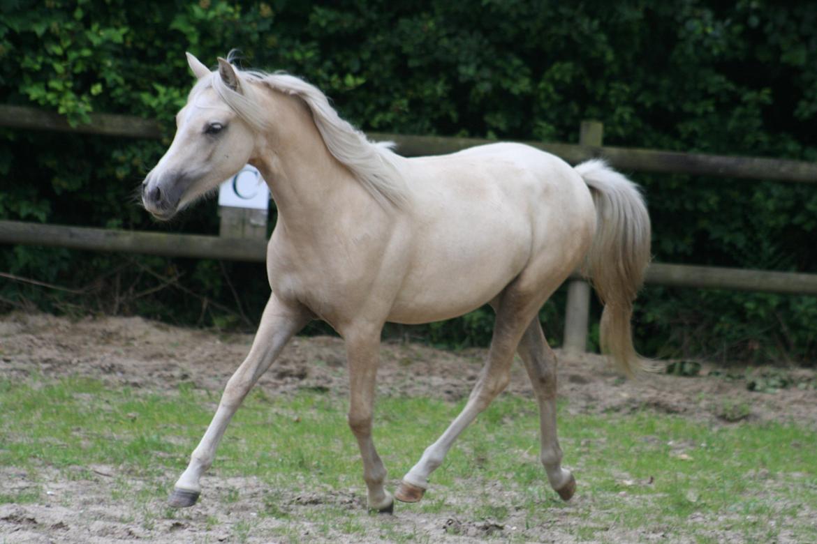 Welsh Partbred (Sec F) Magnificent Mila - D. 09.08.12 billede 15