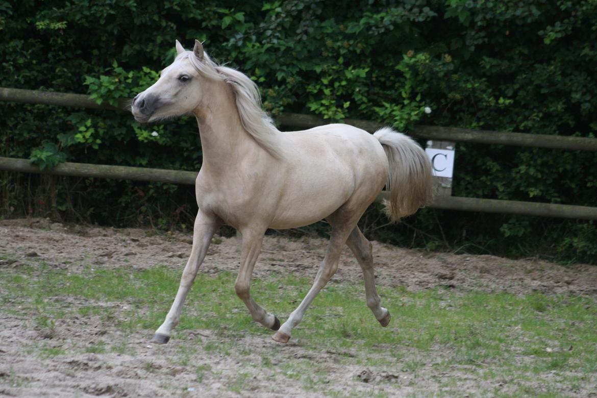 Welsh Partbred (Sec F) Magnificent Mila - D. 09.08.12 billede 16