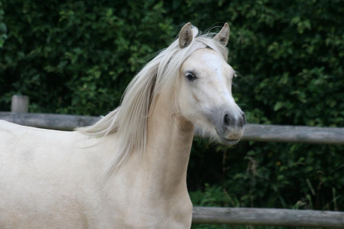 Welsh Partbred (Sec F) Magnificent Mila - D. 09.08.12 billede 17