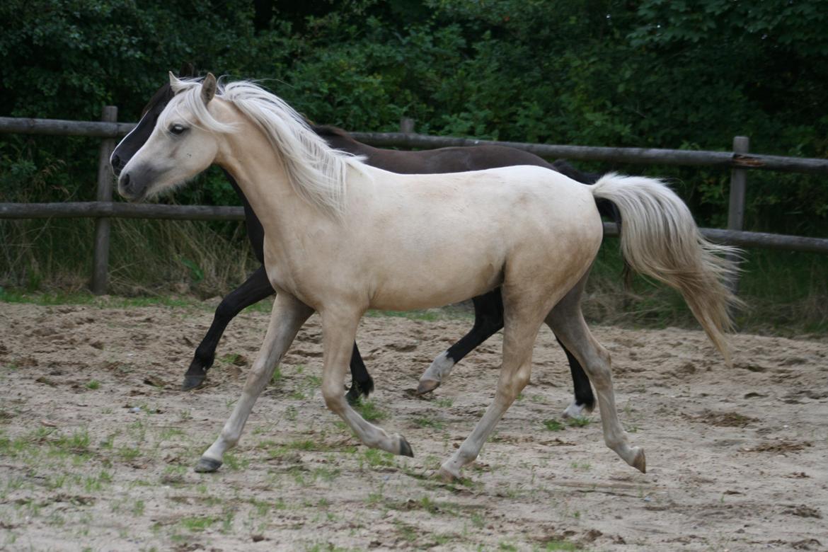 Welsh Partbred (Sec F) Magnificent Mila - D. 09.08.12 billede 18