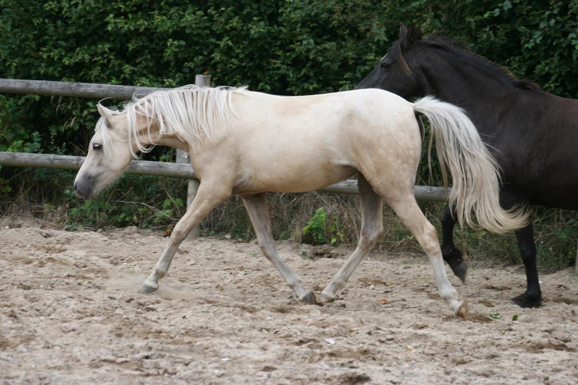 Welsh Partbred (Sec F) Magnificent Mila - D. 09.08.12 billede 20