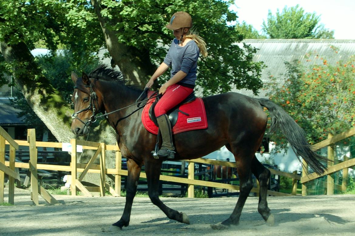 Tysk Sportspony Nixe Noel ( Noa) <3 billede 13