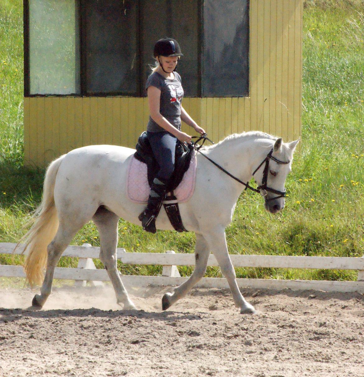 Anden særlig race Gulnare "Gulli" billede 17