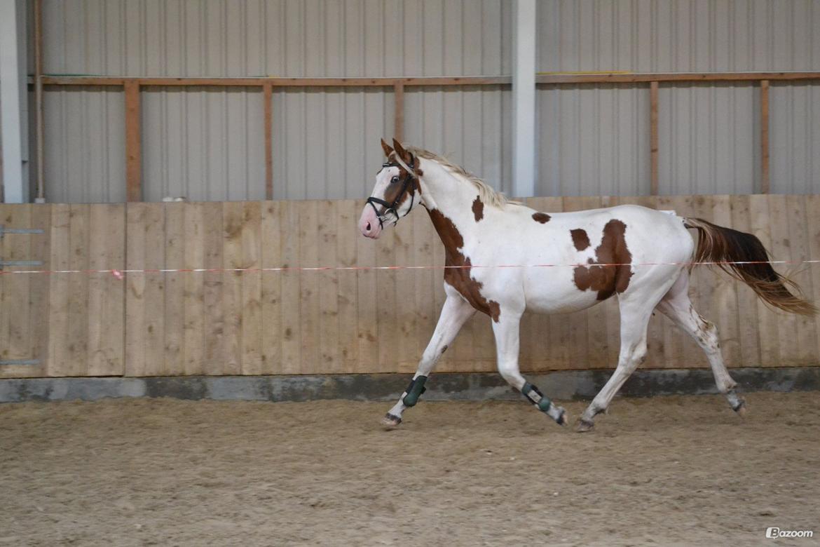 Pinto Thorgaard's Cosméo himmelhest billede 18