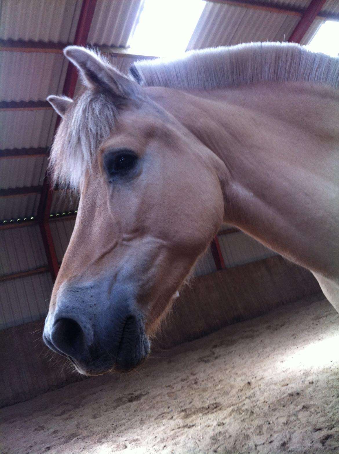 Fjordhest Laika [Birthe] <3 (I Will Always Love You) billede 12