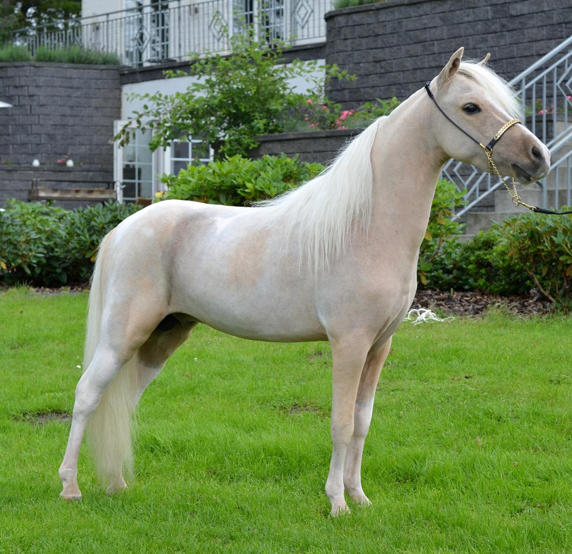 Amerikansk Miniature The Entertainer - AMATEUR SUPREME CHAMPION MHCE Danmark 2012
Foto: Isabella Larsen billede 18
