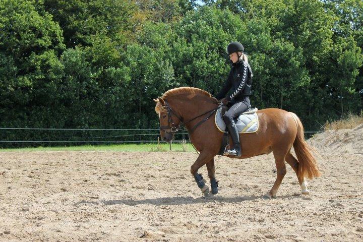 Anden særlig race Minimax - fint kan vi også gå ;)FOTO: Christina Andersen  billede 5