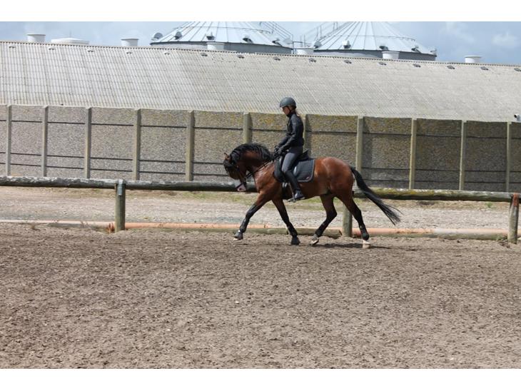 DSP Lucky Lux billede 1