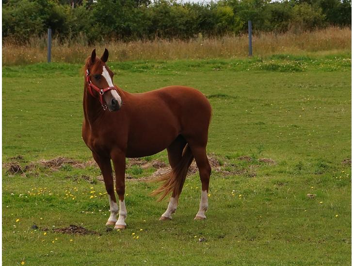 {{currentPhoto.altText}} billede {{currentPhoto.number}}