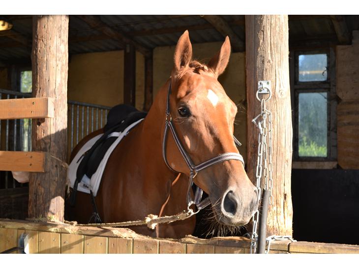 {{currentPhoto.altText}} billede {{currentPhoto.number}}