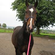 Dansk Varmblod Lertevang's Libra