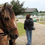 Anden særlig race Manja