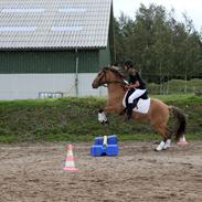 Anden særlig race Manja