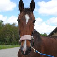 Hollandsk Varmblod Wojola (Mulle)