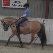 Anden særlig race Jessica