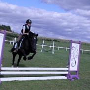 Welsh Cob (sec D) Black Magic (rideskole pony)