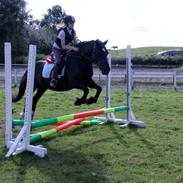 Welsh Cob (sec D) Black Magic (rideskole pony)