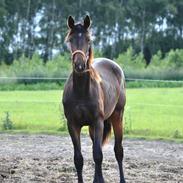 Dansk Varmblod Amista