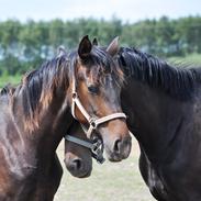 Dansk Varmblod Amista