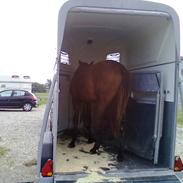 Dansk Varmblod Amista