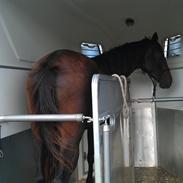 Dansk Varmblod Amista