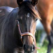 Dansk Varmblod Amista