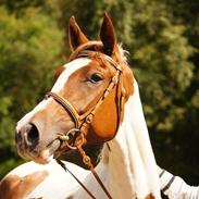 Pinto Araber Painted Blueberry