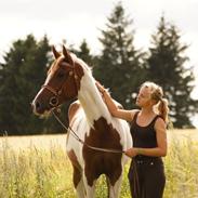 Pinto Araber Painted Blueberry