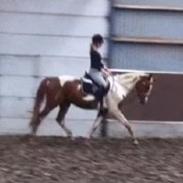 Pinto Araber Painted Blueberry