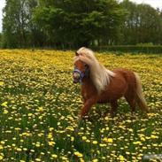 Shetlænder Lille Rosendals Clara