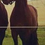 Anden særlig race Mikado/ Figaro