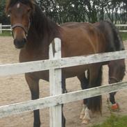 Anden særlig race Mikado/ Figaro