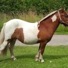 Shetlænder Skovledet Yasmin