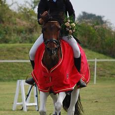 Pinto Munkeborgs Cloudy B-pony