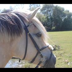 Fjordhest Vennely's Emma