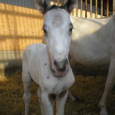 Knabstrupper Kastanielund's Alf