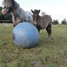 Knabstrupper Kastanielund's Cutey