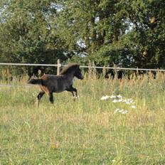 Knabstrupper Kastanielund's Cutey