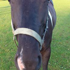 Paint Charlies Spin Doc