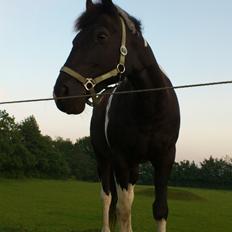 Paint Charlies Spin Doc