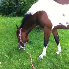 Anden særlig race Amaysing<3