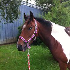 Anden særlig race Amaysing<3