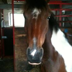 Anden særlig race Amaysing<3