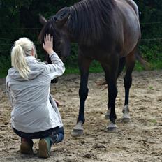 Anden særlig race Bestway of kajenda