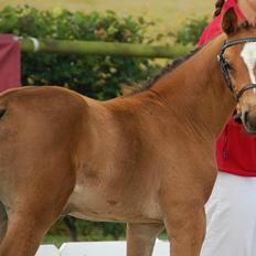 Dansk Varmblod Cassiopeia