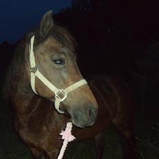 New Forest Pichan R.I.P.