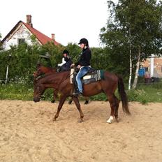 New Forest Elmholts Lamour