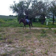 New Forest Elmholts Lamour