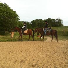 New Forest Elmholts Lamour