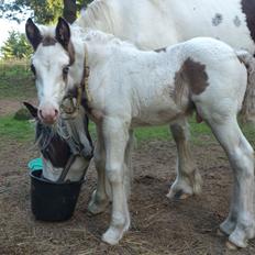 Tinker Thinggaard's Alijah